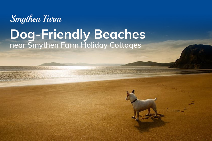 Dog Friendly Beaches In North Devon